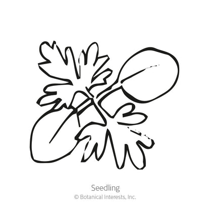 Galilee Blend Larkspur Seeds