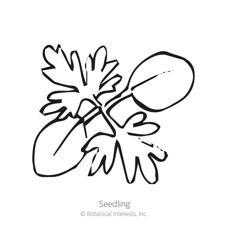 Galilee Blend Larkspur Seeds