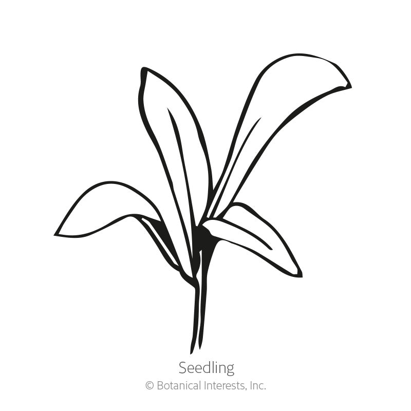 Resina Calendula (Pot Marigold) Seeds