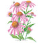 Purple Coneflower Echinacea Seeds Product Image