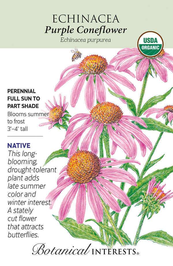 planting purple coneflower seeds Purple Coneflower Echinacea Seeds