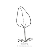 Purple Coneflower Echinacea Seeds