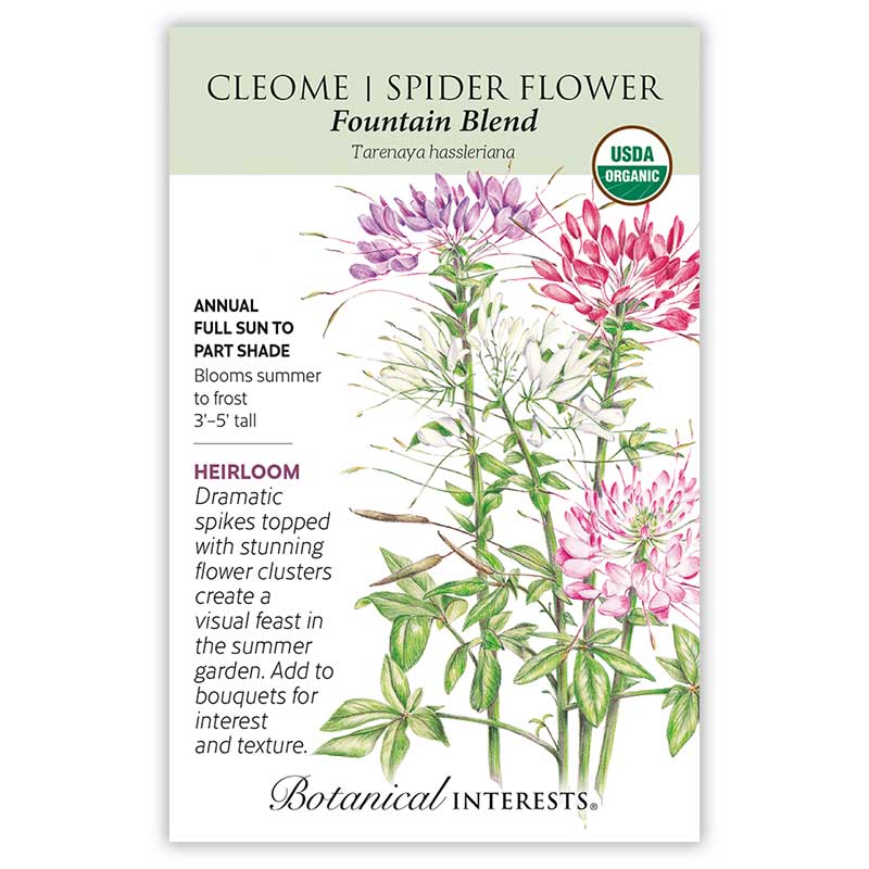 Fountain Blend Cleome (Spider Flower) Seeds