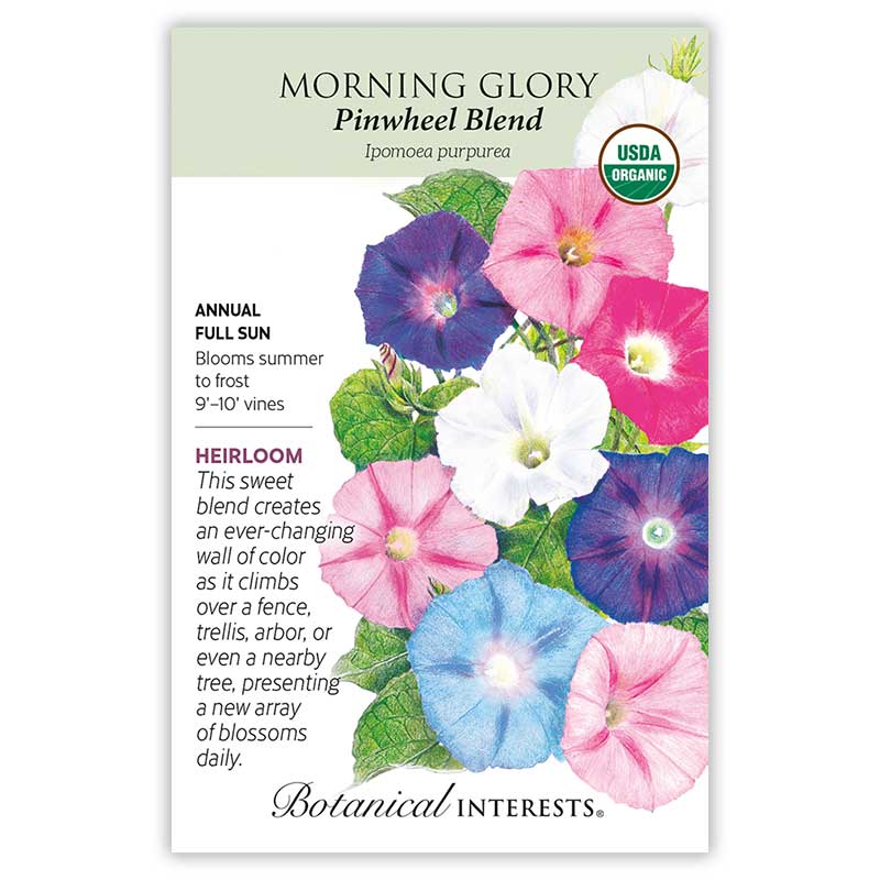 edible morning glory seeds Botanical Interests, Morning Glory, Pinwheel Blend