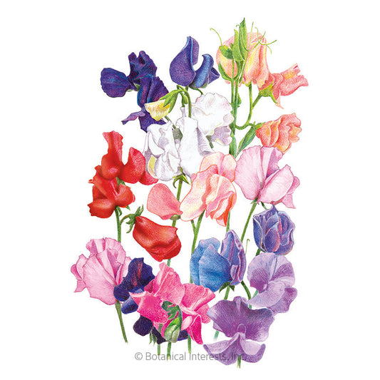 Mammoth Blend Sweet Pea Seeds Product Image