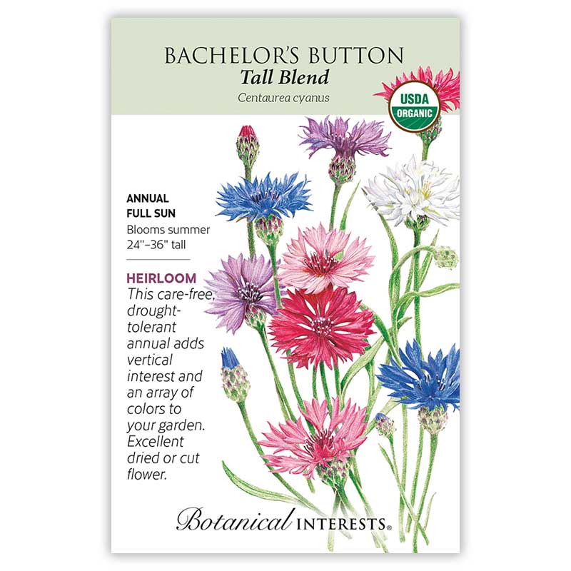 planting bachelor button seeds Tall Blend Bachelor's Button Seeds – Epic Gardening