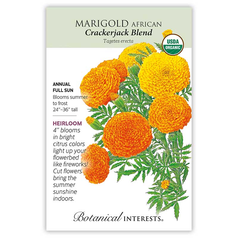 jaguar marigold seeds Crackerjack African Marigold Organic Seeds
