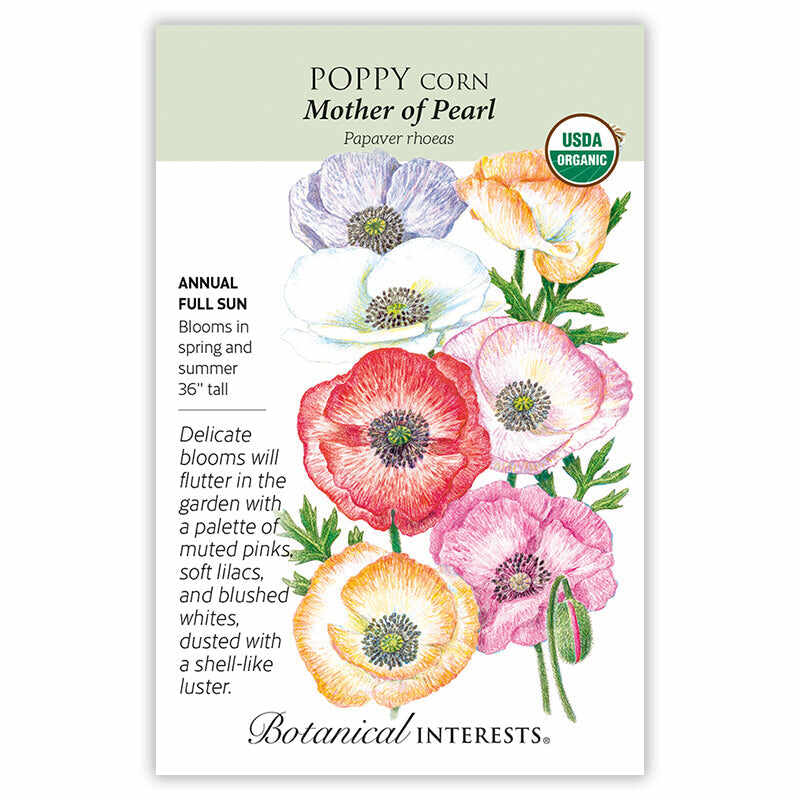 annual poppies flower seeds Mother of Pearl Poppy Seeds