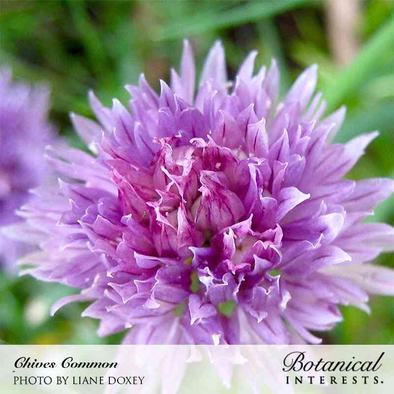 Common Chives Seeds