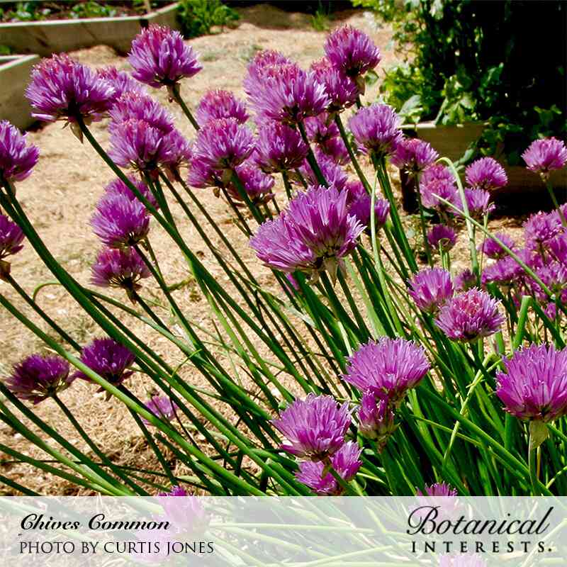 Common Chives Seeds