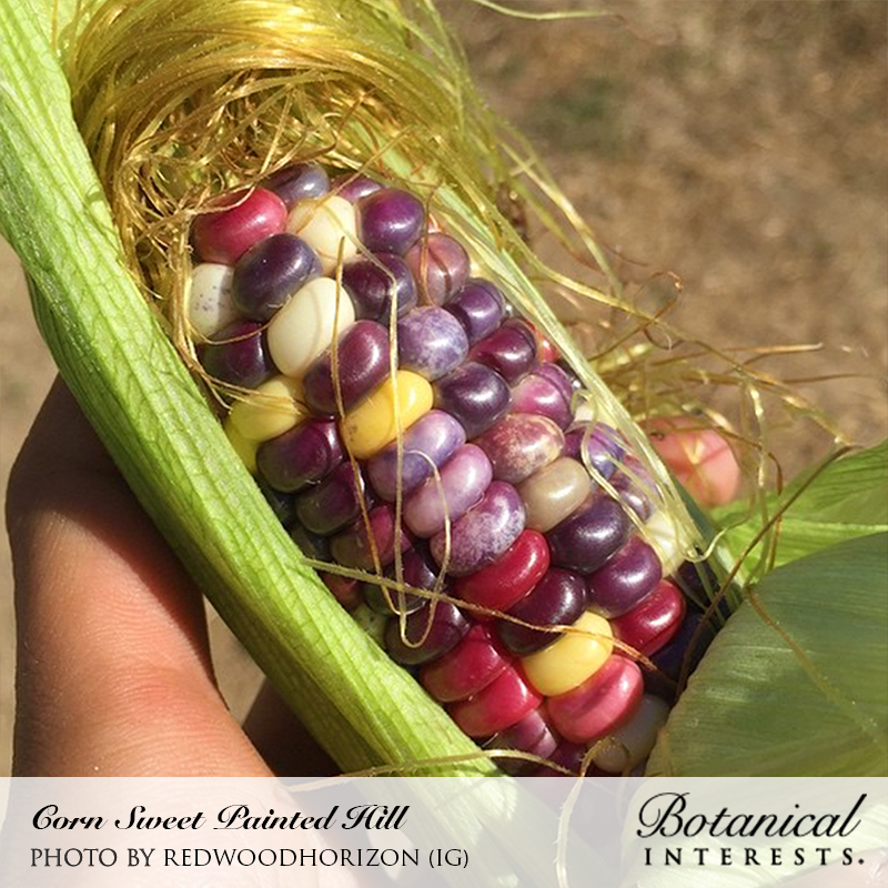 Painted Hill Sweet Corn Seeds Product Image