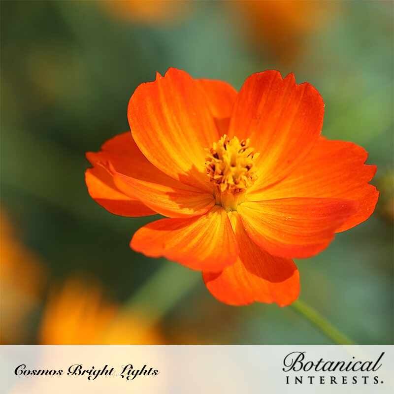 sunbeam light show flower seed Bright Lights Blend Cosmos Seeds