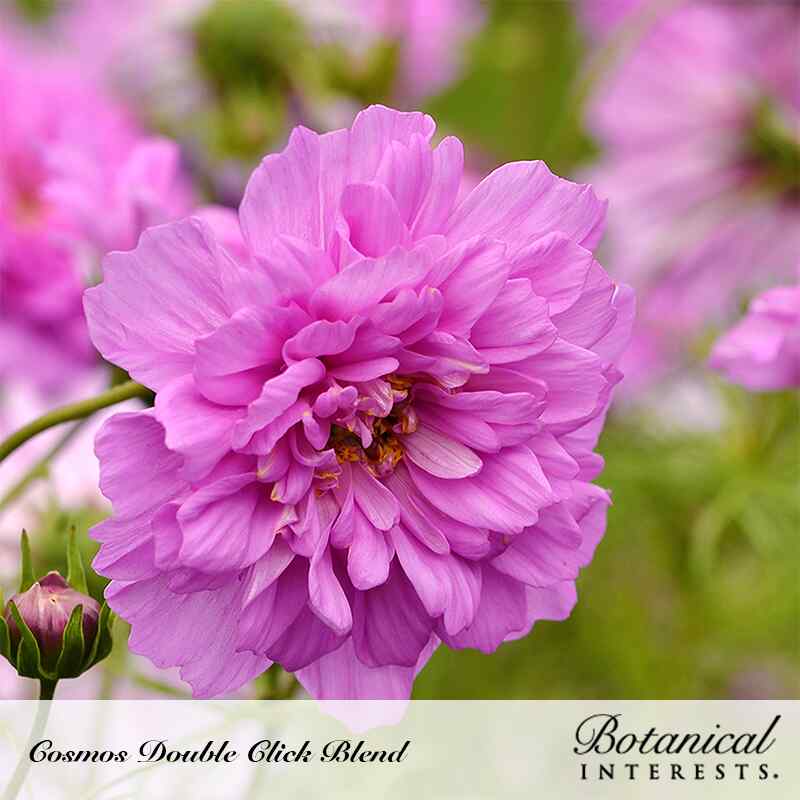 cosmos rose bonbon seeds Double Click Blend Cosmos Seeds – Epic Gardening
