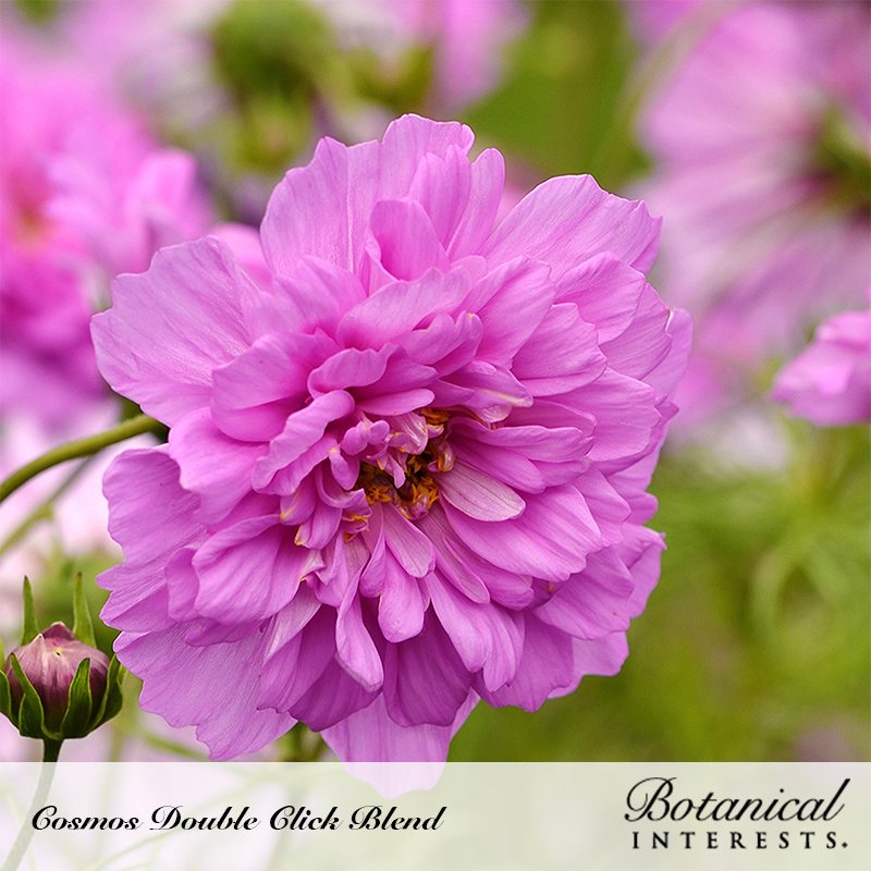 Double Click Blend Cosmos Seeds