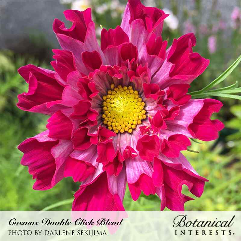 Double Click Blend Cosmos Seeds