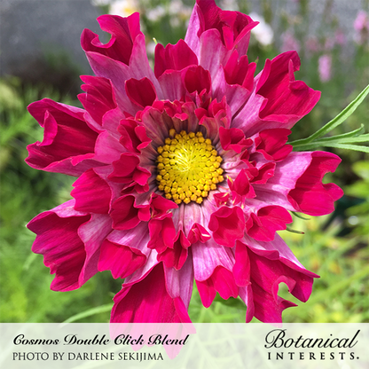 Double Click Blend Cosmos Seeds Product Image