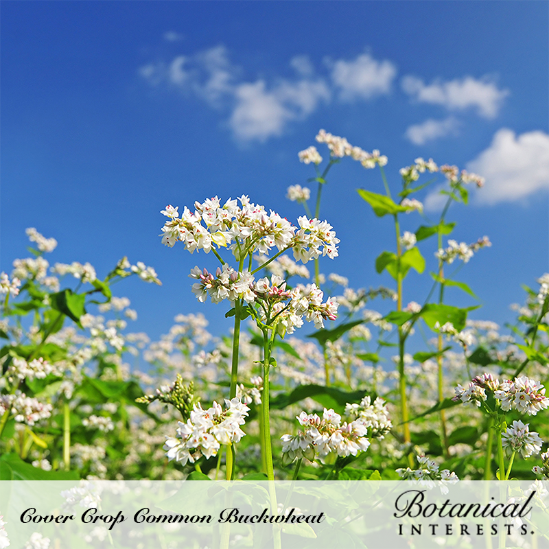 Common Buckwheat Cover Crop Seeds Product Image