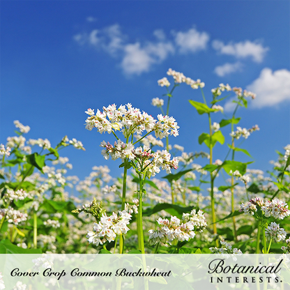 Common Buckwheat Cover Crop Seeds Product Image