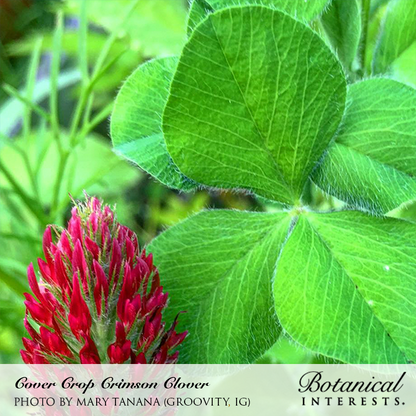 Crimson Clover Cover Crop Seeds Product Image