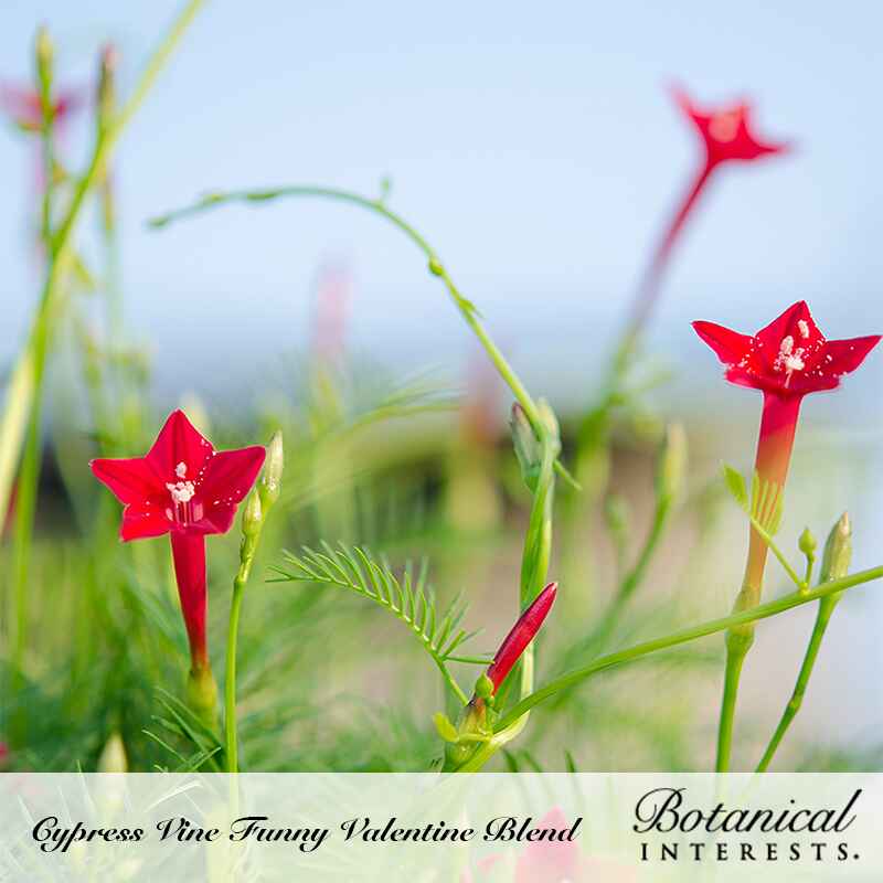 cypress vine plant seeds Funny Valentine Blend Cypress Vine Seeds