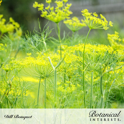 Bouquet Dill Seeds