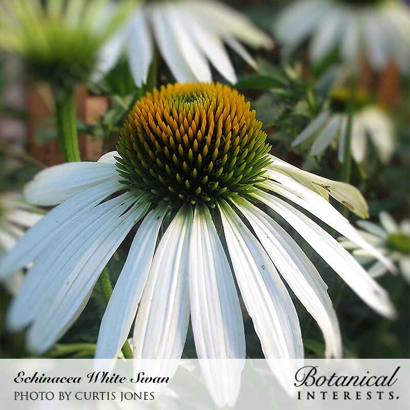 growing echinacea white swan from seed White Swan Echinacea Seeds