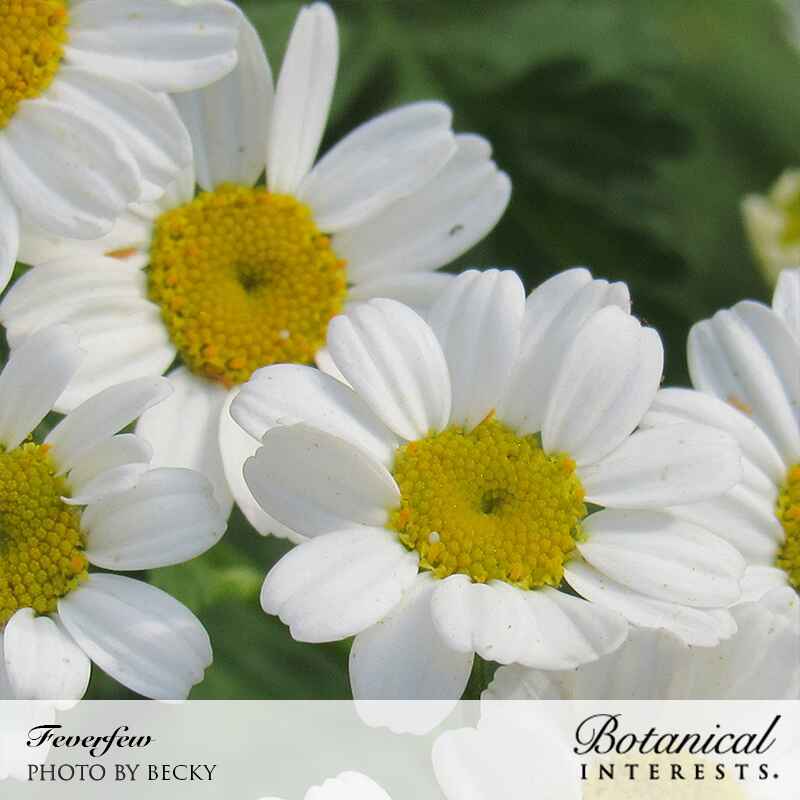 Feverfew Seeds