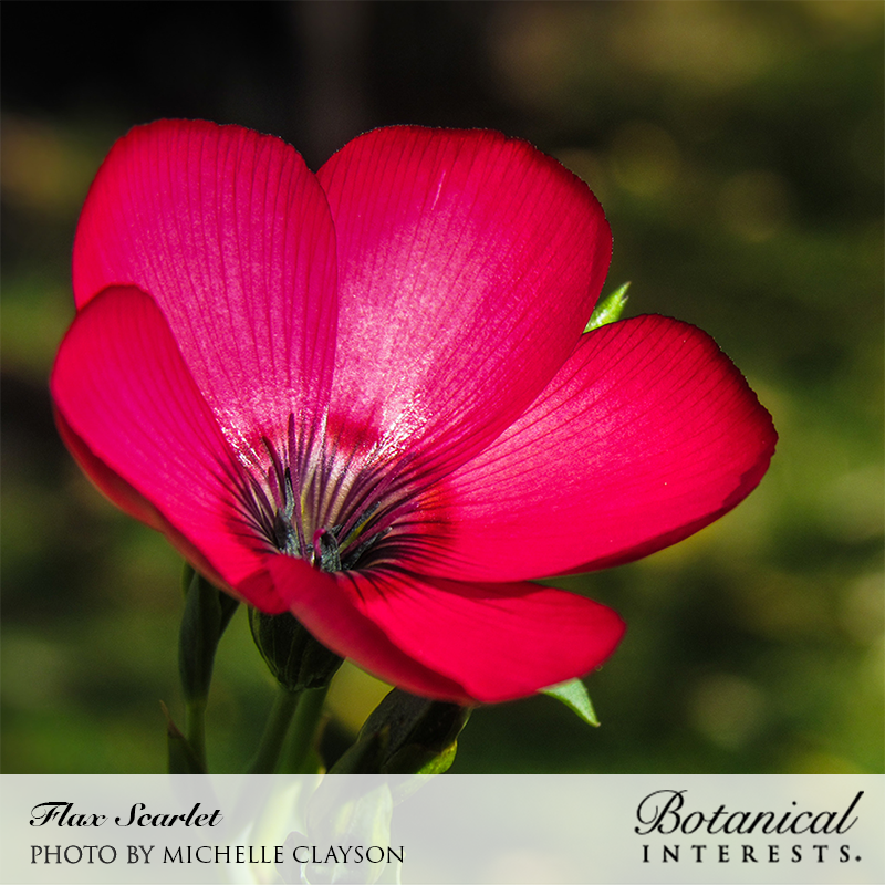 Scarlet Flax Heirloom Seeds