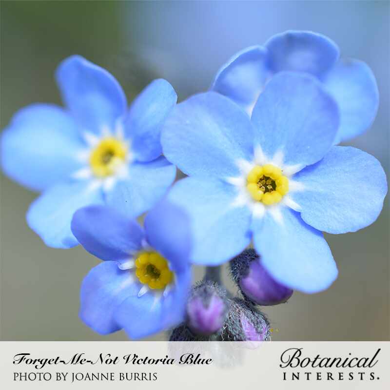 Victoria Blue Forget-Me-Not Seeds – Epic Gardening