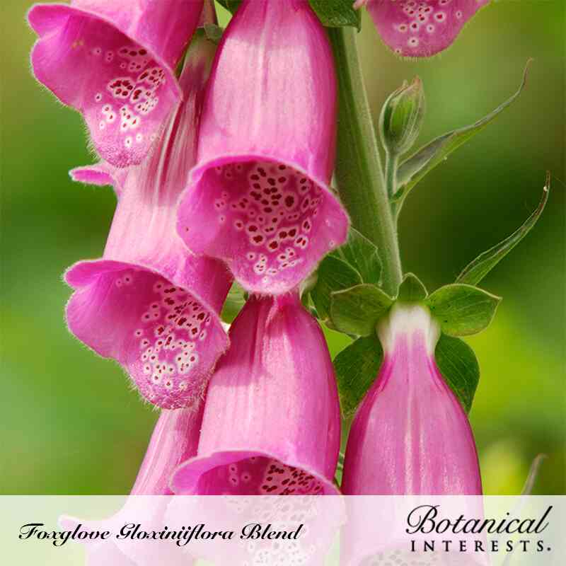 Gloxiniiflora Blend Foxglove Seeds