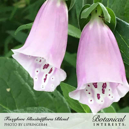 Gloxiniiflora Blend Foxglove Seeds