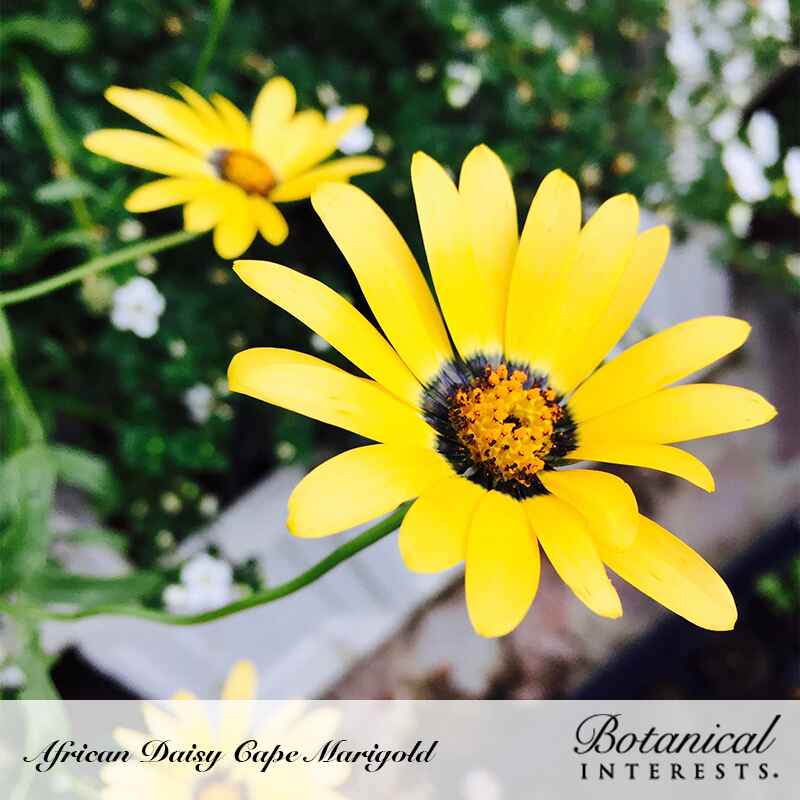 planting african daisy seeds Cape Marigold African Daisy Seeds