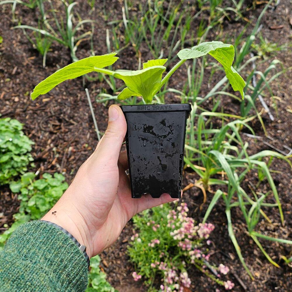 3 inch pot plants Epic 3” Cube Pot – Epic Gardening
