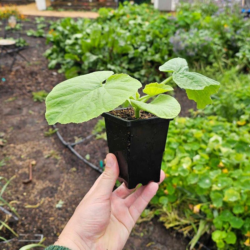 3 inch potted plants Epic 3” Cube Pot