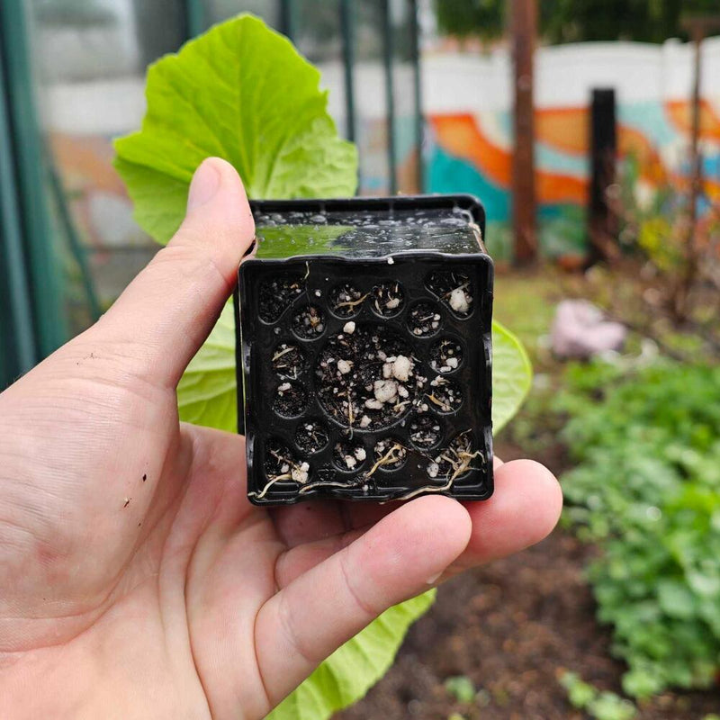eq3 plant pots Epic 3” Cube Pot – Epic Gardening
