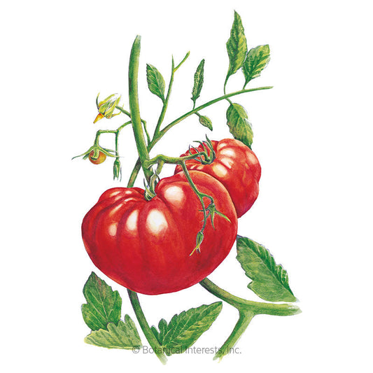 Beefsteak Pole Tomato Seeds Product Image