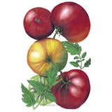 Cherokee Purple Pole Tomato Seeds