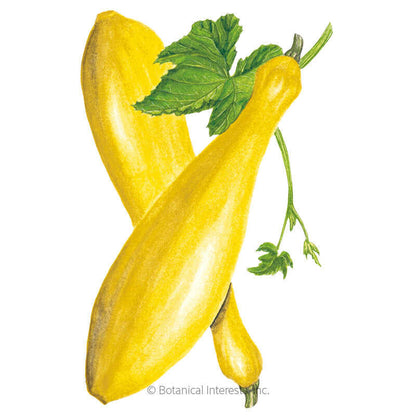 Early Prolific Straightneck Summer Squash Seeds