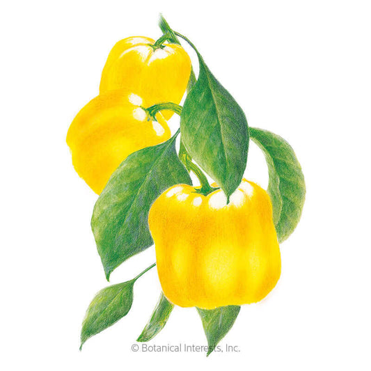 Golden Cal Wonder Sweet Pepper Seeds