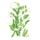 Progress #9 Shelling Pea Seeds