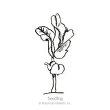 Progress #9 Shelling Pea Seeds