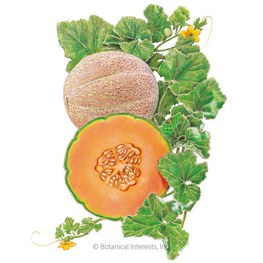Hearts of Gold Cantaloupe/Muskmelon Melon Seeds Product Image