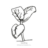 Hearts of Gold Cantaloupe/Muskmelon Melon Seeds