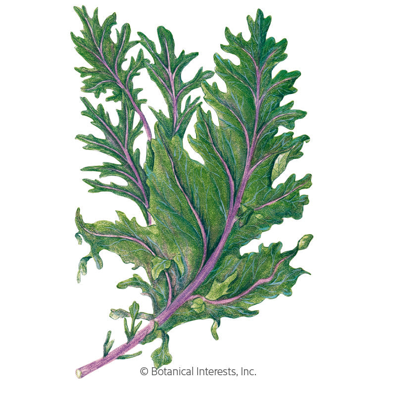 Red Russian Kale Seeds Product Image