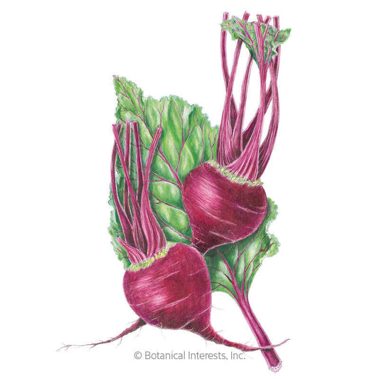 Early Wonder Beet Seeds