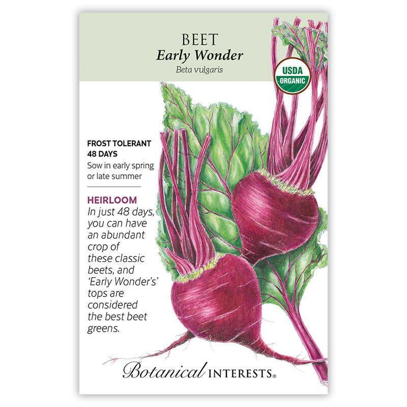 Early Wonder Beet Seeds