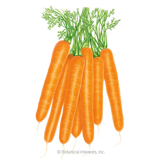 Scarlet Nantes Carrot Seeds Product Image