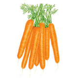 Scarlet Nantes Carrot Seeds