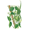 Botanical illustration of green pole bean vines climbing a wooden support, with hanging green bean pods, white flowers, and lush green leaves against a white background.