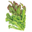 Salad Bowl Blend Leaf Lettuce Seeds